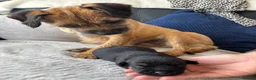 Border Terrier dogs for sale: Kc border terriers  - Advert 1