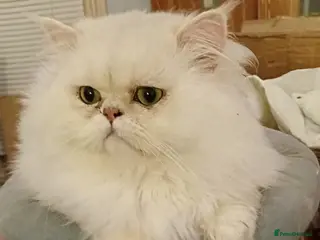 Persian cats Beautiful loving boy - Advert 1
