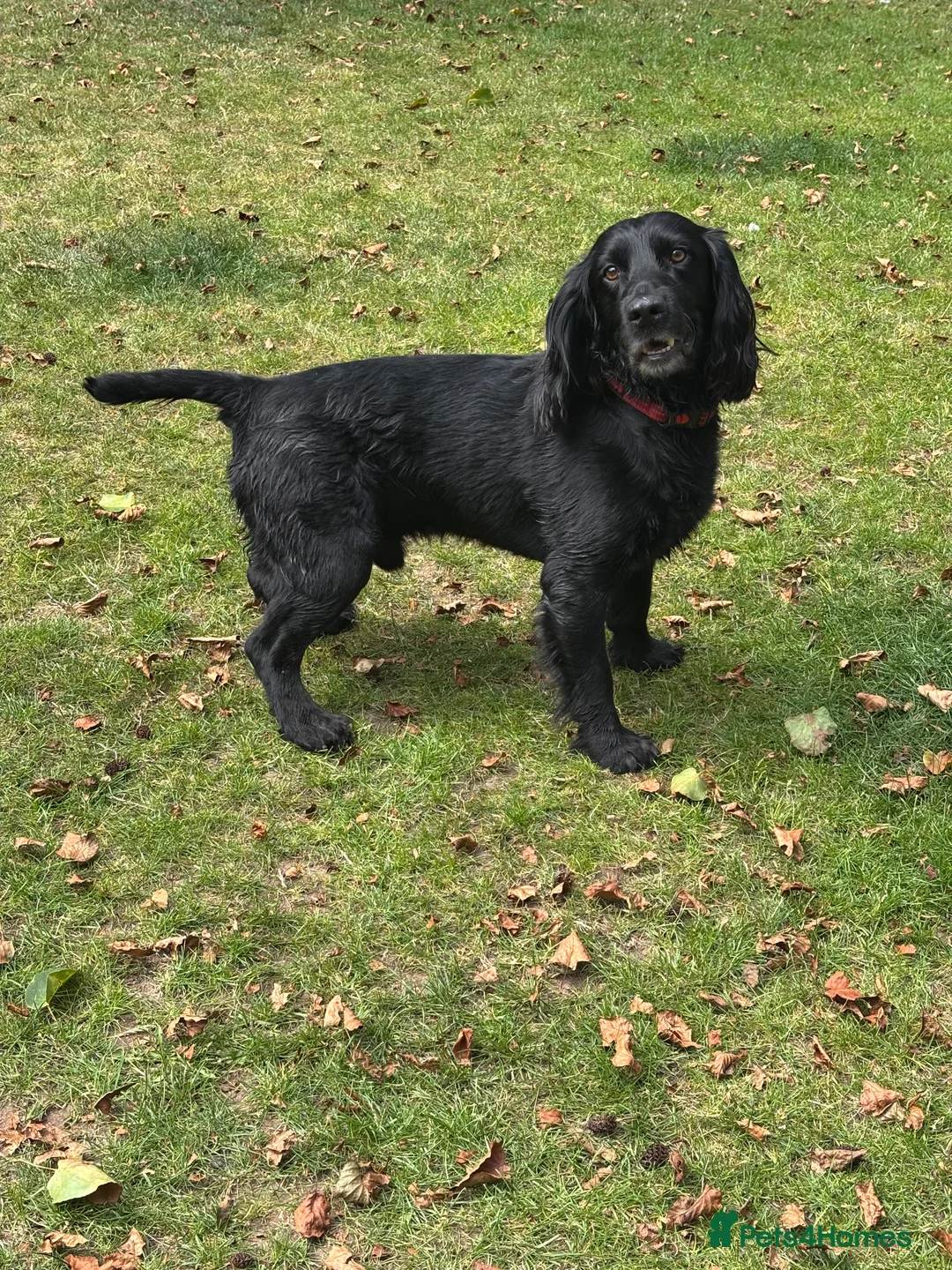 Cocker Spaniel dogs for stud: Cocker Spaniel for stud - NO FEE - Advert 6