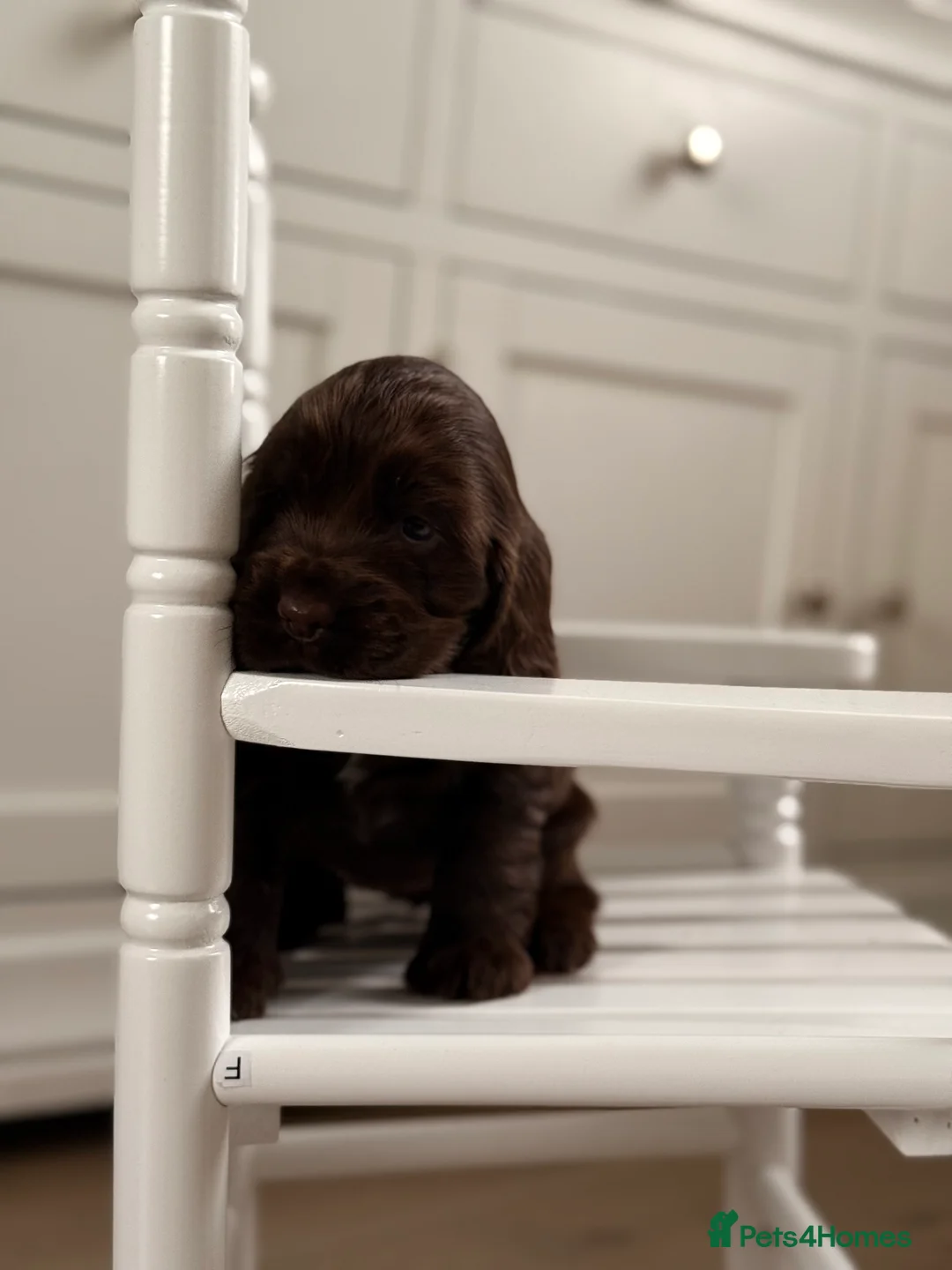 Cocker Spaniel dogs for sale: Show cocker spaniels  - Advert 21