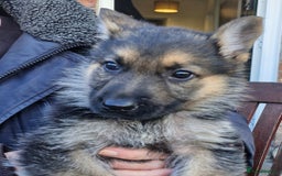 German Shepherd dogs for sale: KC German Shepherd pups LAST 2 BOYS! - Image 34