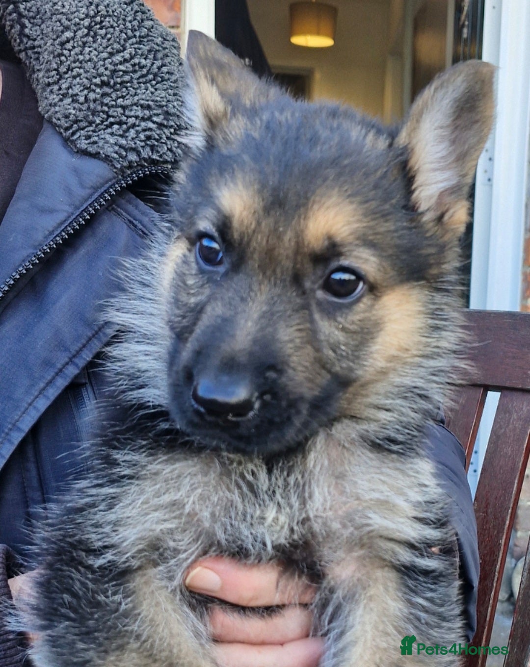 German Shepherd dogs for sale: KC German Shepherd pups LAST 2 BOYS! - Image 34