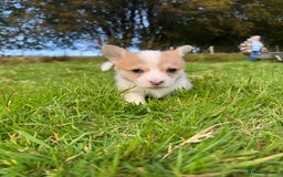 Welsh Corgi Pembroke dogs for sale: Beautiful Registered Pembroke Corgis - Image 2