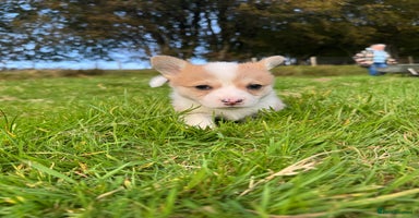 Welsh Corgi Pembroke dogs - Advert 7