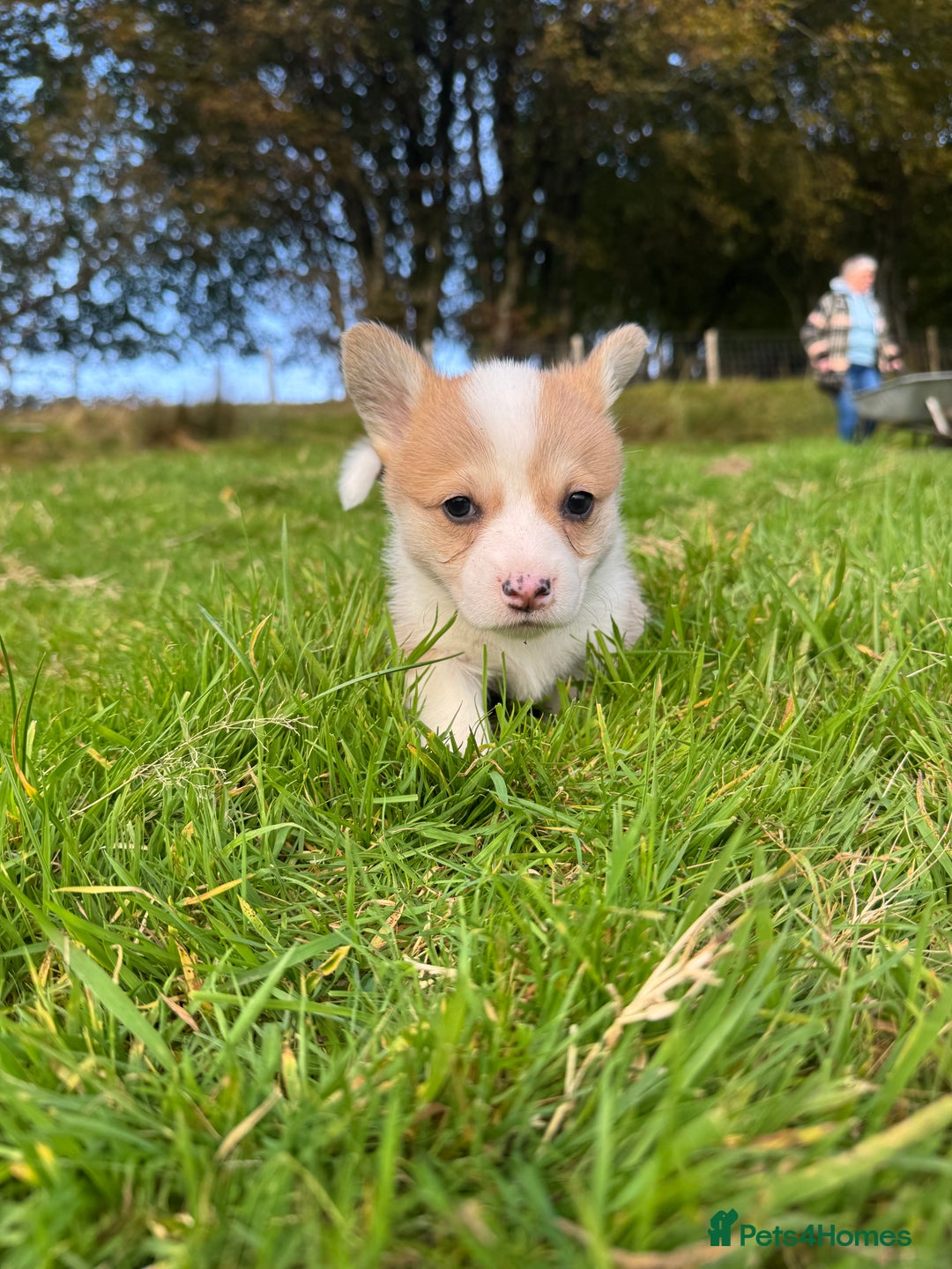 Welsh Corgi Pembroke dogs for sale: Beautiful Registered Pembroke Corgis - Image 2