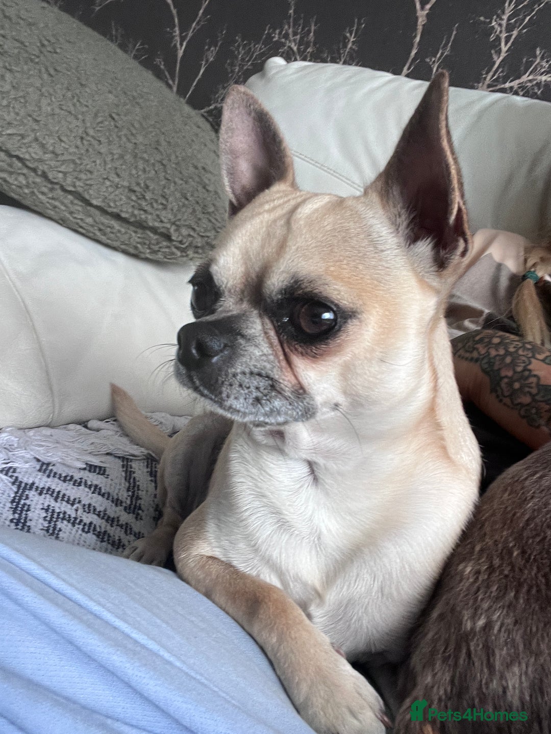 Chihuahua dogs for stud: 🌟 Proven Stud Available – Handsome 2 Year Old Boy - Image 3