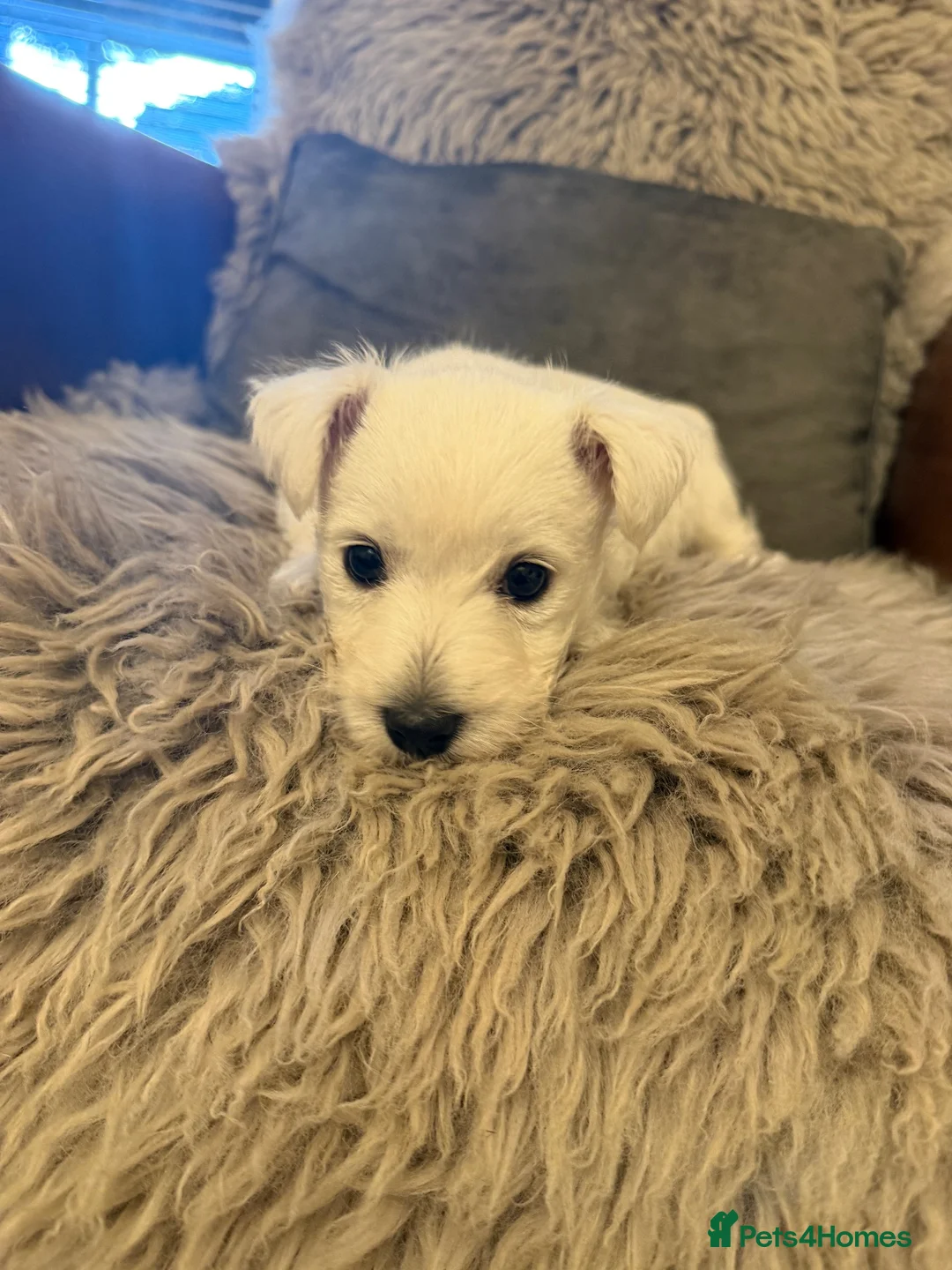 West Highland Terrier dogs for sale: West highland terrier BOY pup - Advert 16