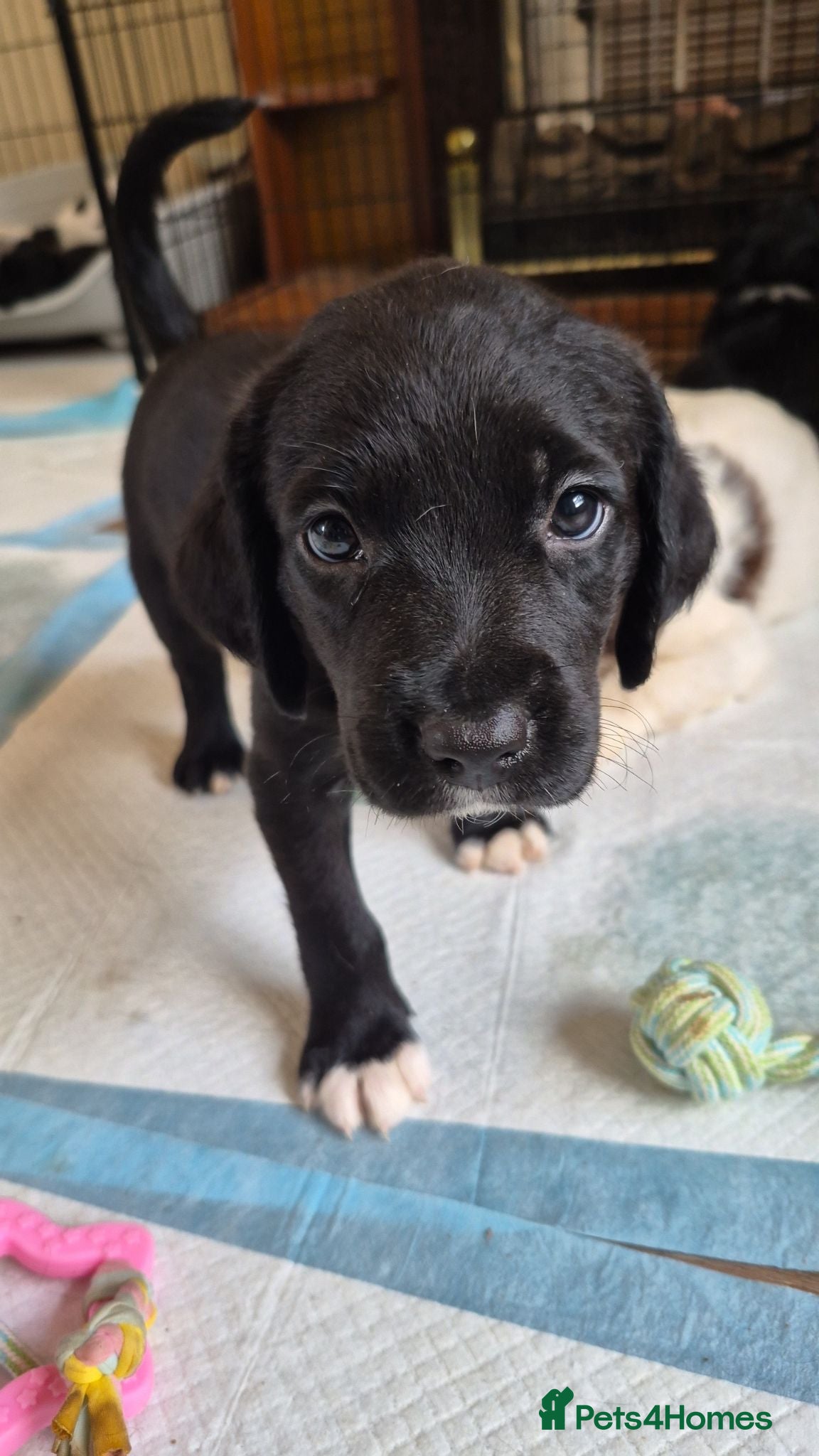 Mixed Breed dogs Sprolliedor puppies 5 Boys left - Advert 2