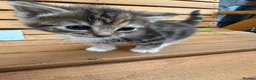Mixed Breed cats for sale: Friendly farm kittens 2b 1g  - Advert 2