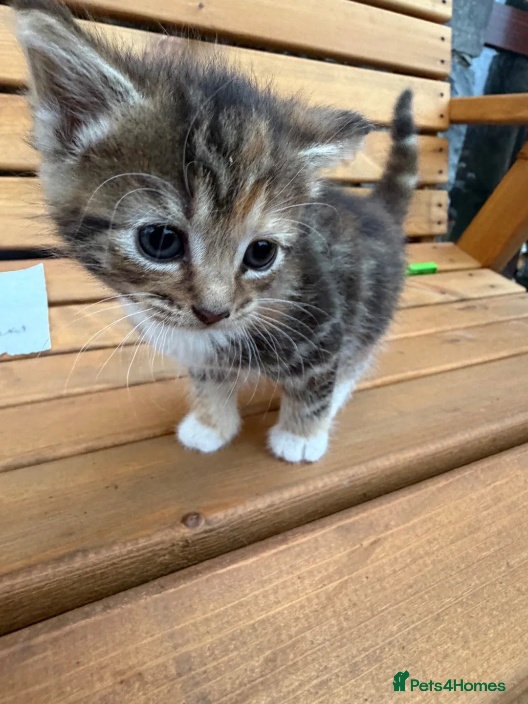 Mixed Breed cats for sale: Friendly farm kittens 2b 1g  - Advert 2