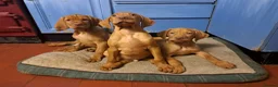 Hungarian Vizsla dogs for sale: Hungarian vizla puppies for sale - Advert 3
