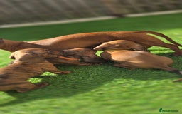 Miniature Dachshund dogs for sale: Miniature dachshund KC registered  - Image 15