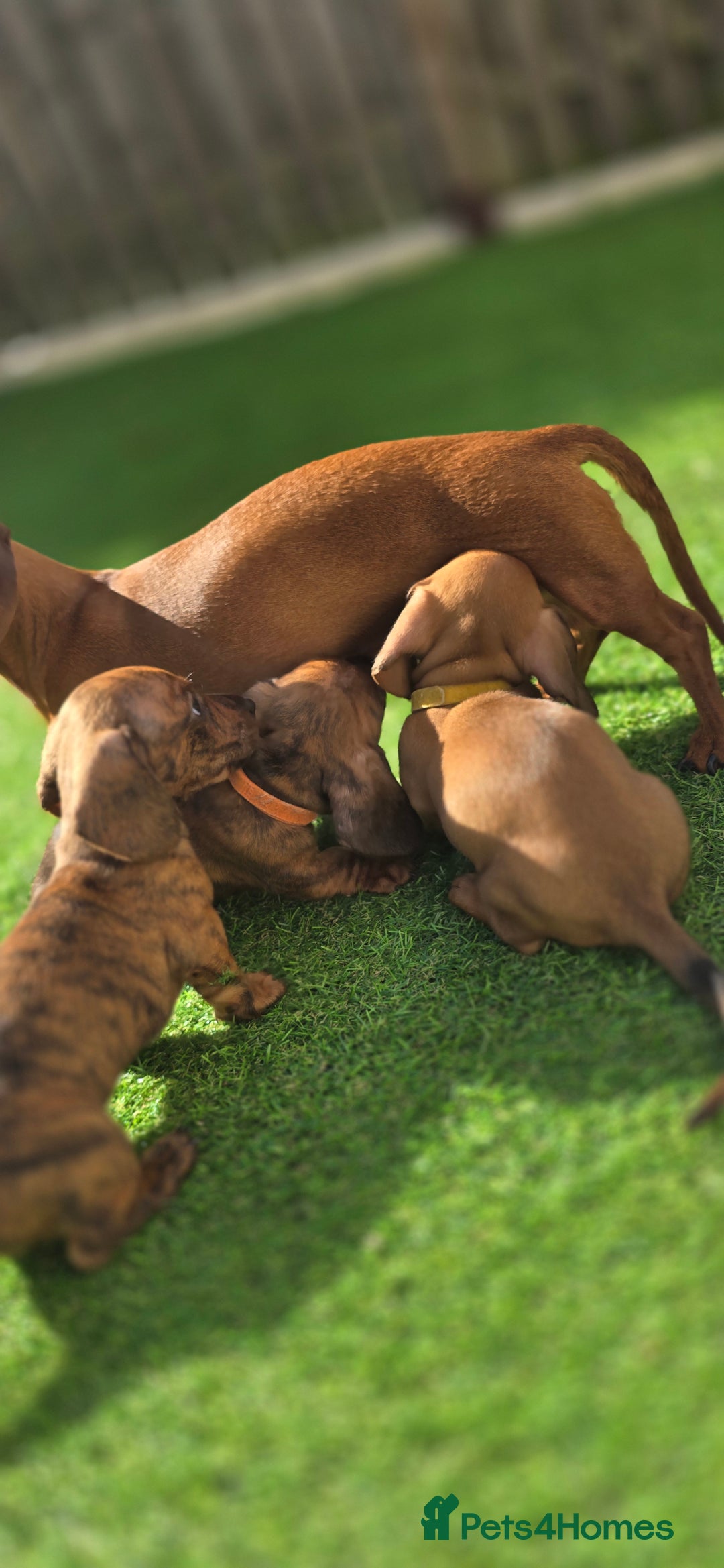 Miniature Dachshund dogs for sale: Miniature dachshund KC registered  - Image 15