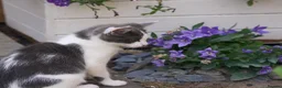 Mixed Breed cats for sale: Affectionate, Playful Ragdoll Cross Kittens - Advert 35