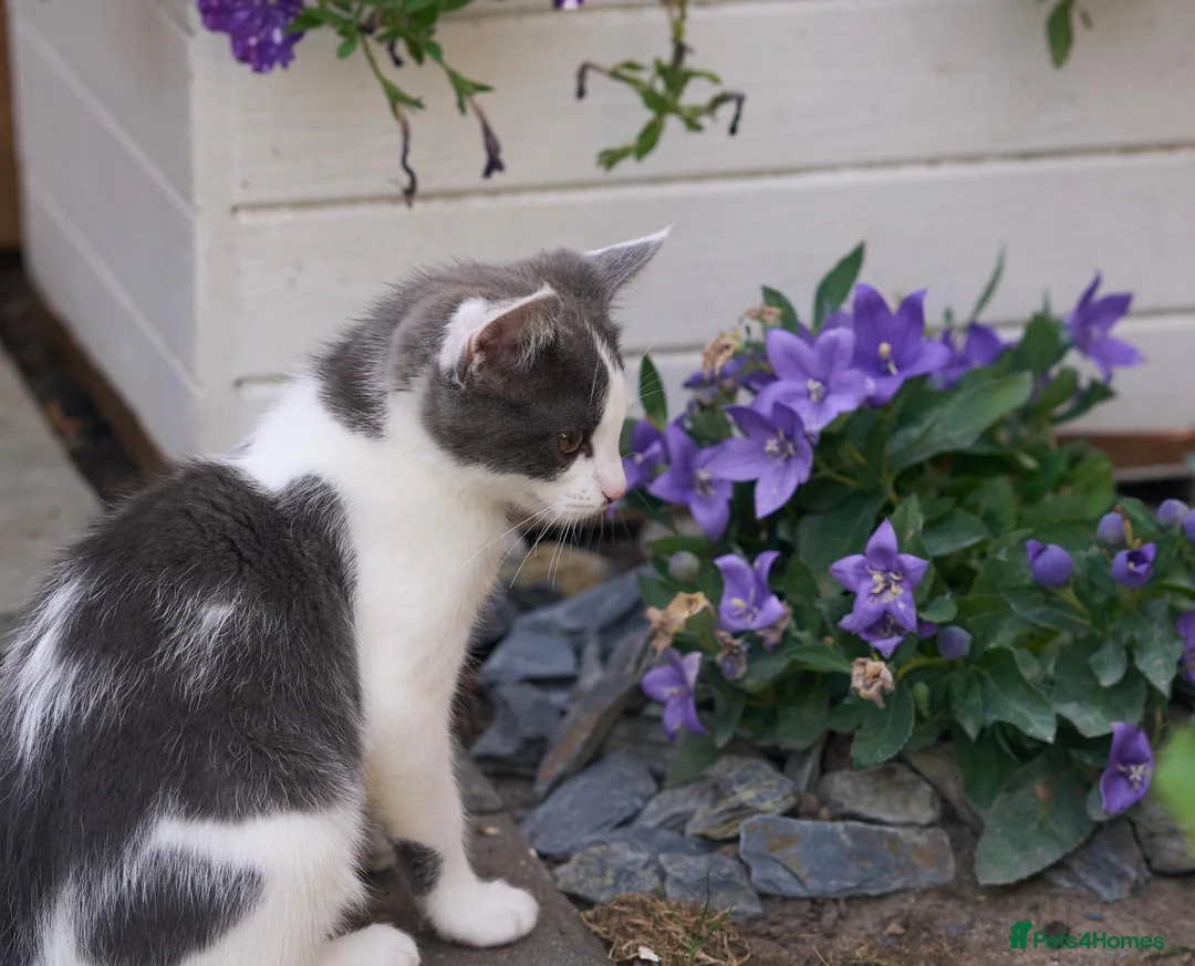 Mixed Breed cats for sale: Affectionate, Playful Ragdoll Cross Kittens - Advert 35