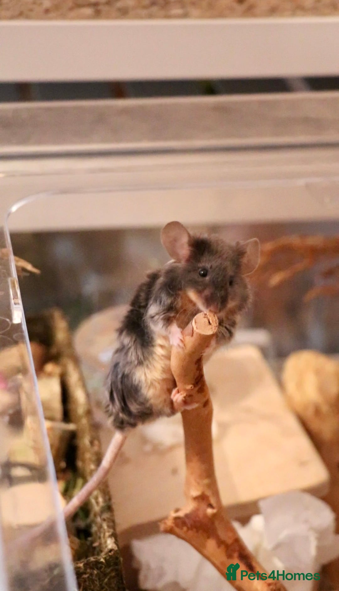Mouse rodents for sale: 3 female mice with enclosure  - Advert 9