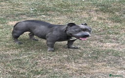 Staffordshire Bull Terrier dogs for sale: Staffordshire Bull terrier  in Birmingham - Image 5