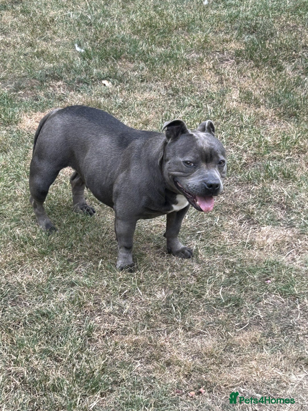 Staffordshire Bull Terrier dogs for sale: Staffordshire Bull terrier  in Birmingham - Image 5