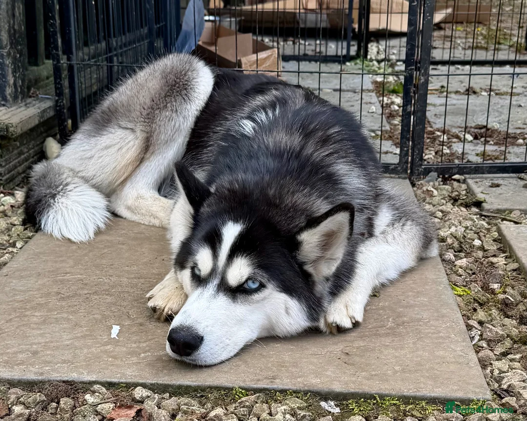 Siberian Husky dogs for adoption: 🐾 CLOUD – Female Siberian Husky in West Malling - Advert 9