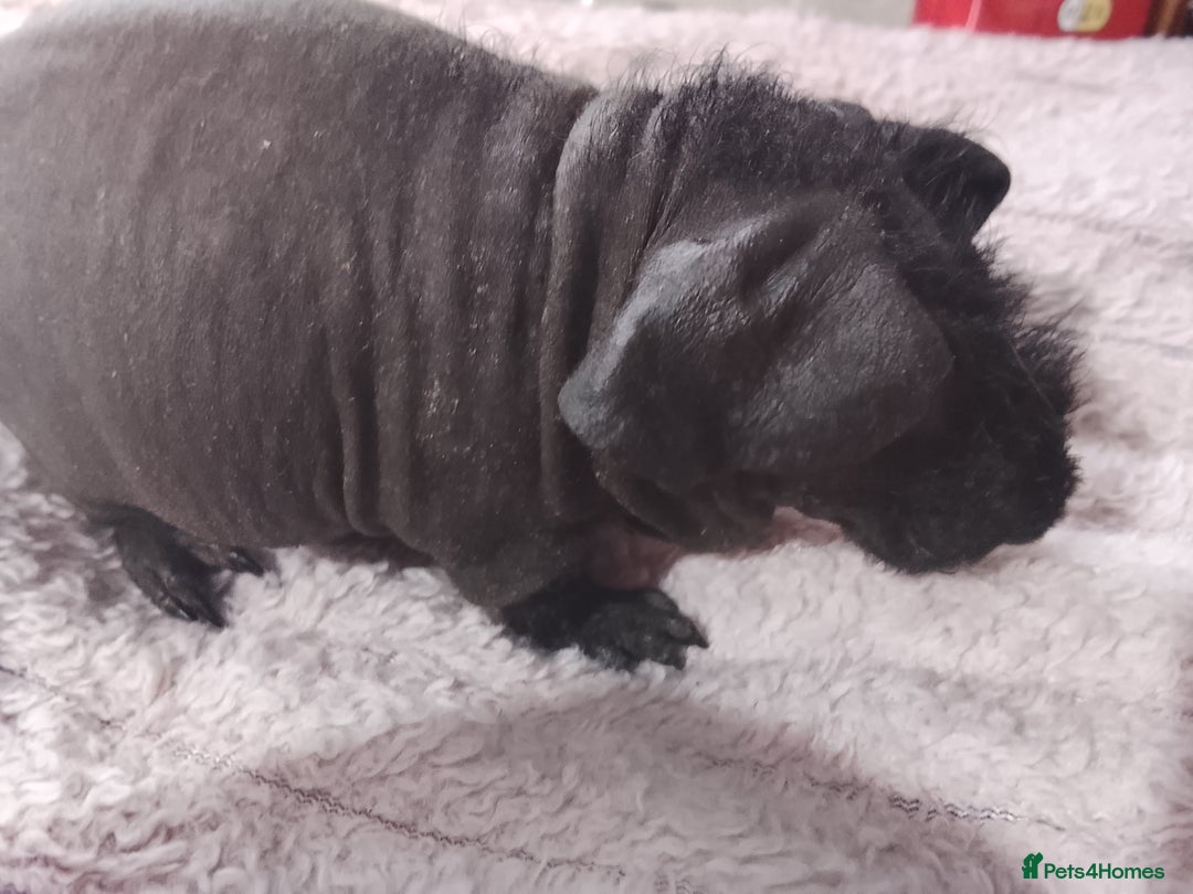 Guinea Pig rodents for sale: Skinny pig and carriers - Advert 1