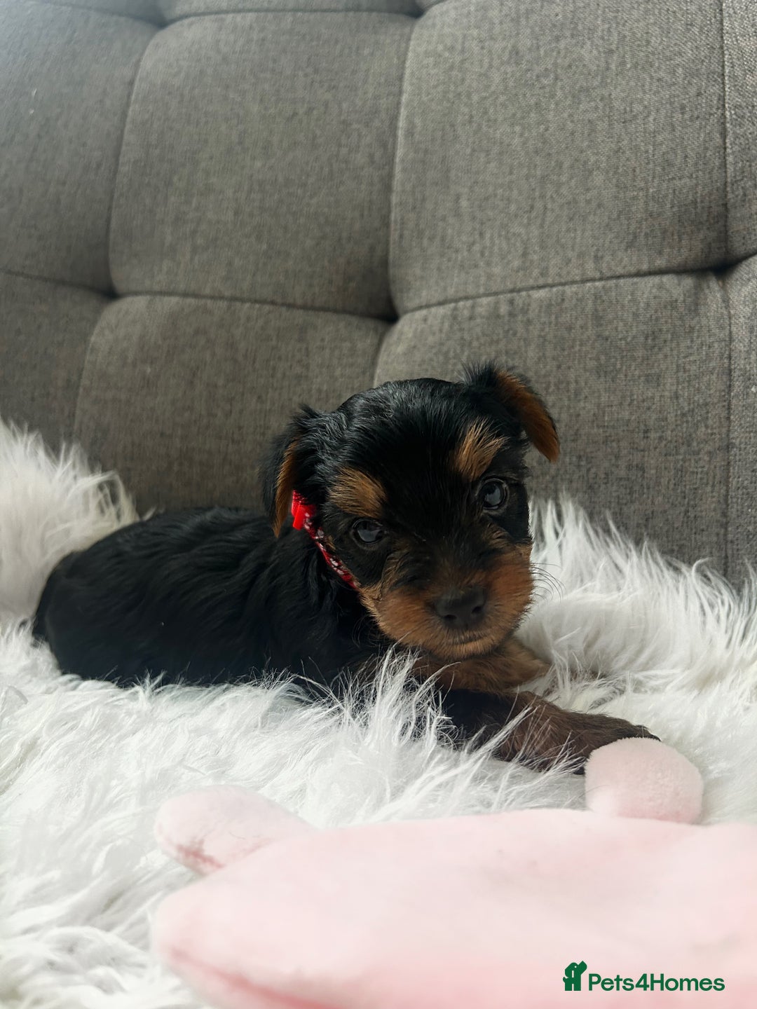 Yorkshire Terrier dogs for sale: Adorable Yorkshire Terrier Puppies✨ - Image 9