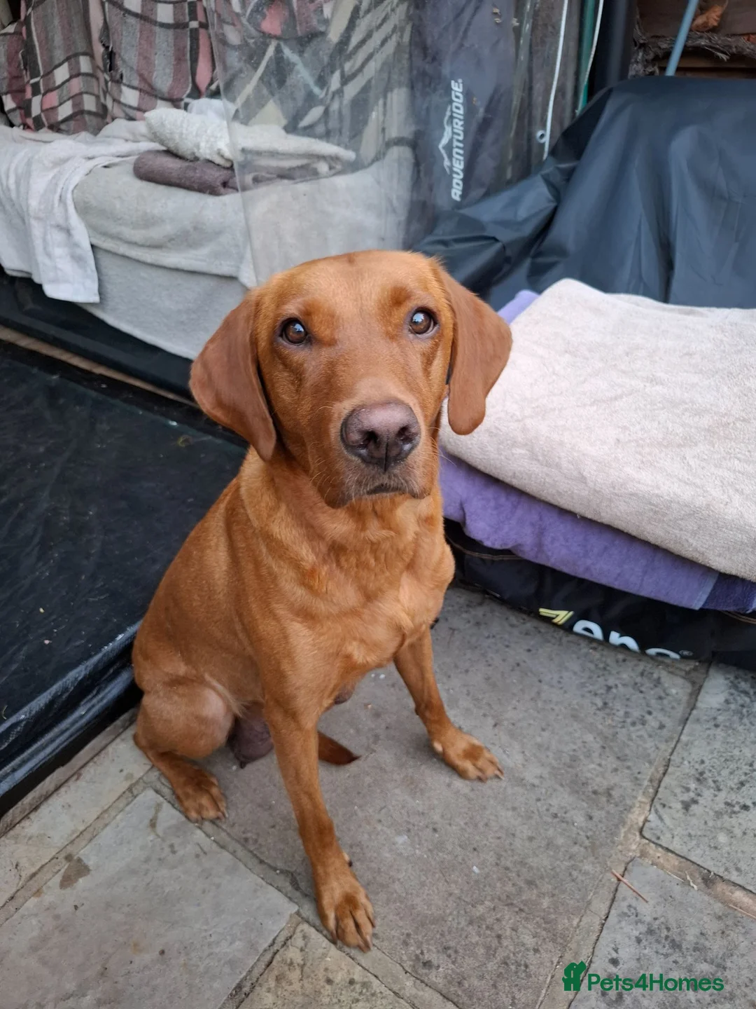 Labrador Retriever dogs for sale: Stunning  working stock, Fox red labradors in Farnham - Advert 1