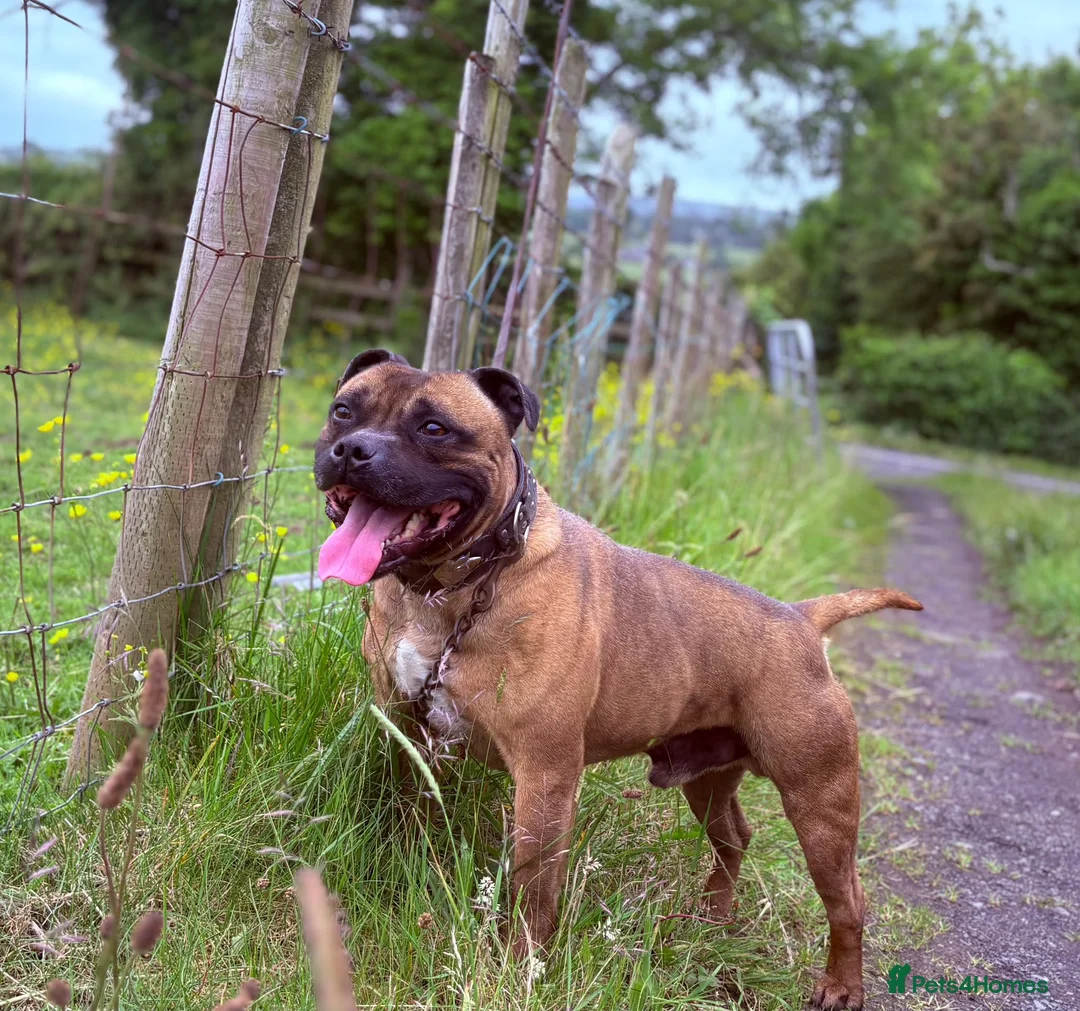 Staffordshire Bull Terrier dogs for sale: 🐾 STAFFORDSHIRE BULL TERRIER PUPPIES - Advert 6