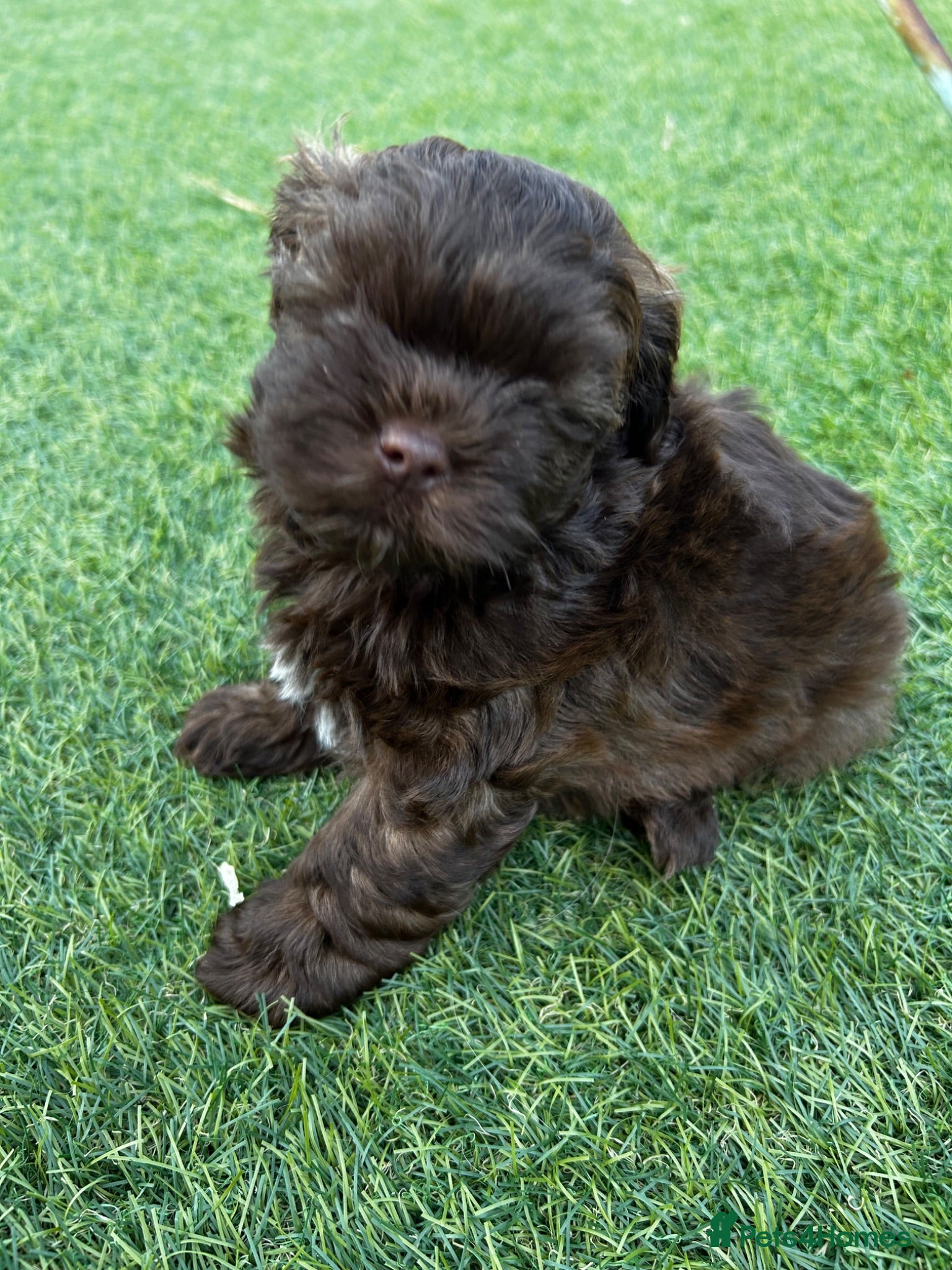 Shihpoo dogs Stunning 3/4 Imperial Shih Tzu x 1/4 Toy poodle - Advert 2
