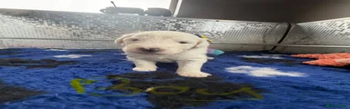 Old English Sheepdog 2
