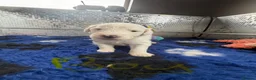 Old English Sheepdog dogs for sale: Bonnies beautiful babies  - Advert 3