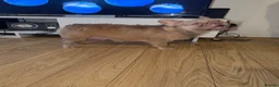French Bulldog dogs for sale: FRENCH BULLDOG WITH FLUFFY &CURLY (C2) - Advert 2