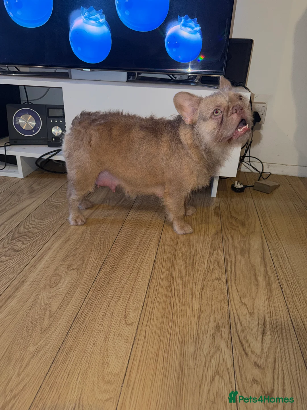 French Bulldog dogs for sale: FRENCH BULLDOG WITH FLUFFY &CURLY (C2) - Advert 2