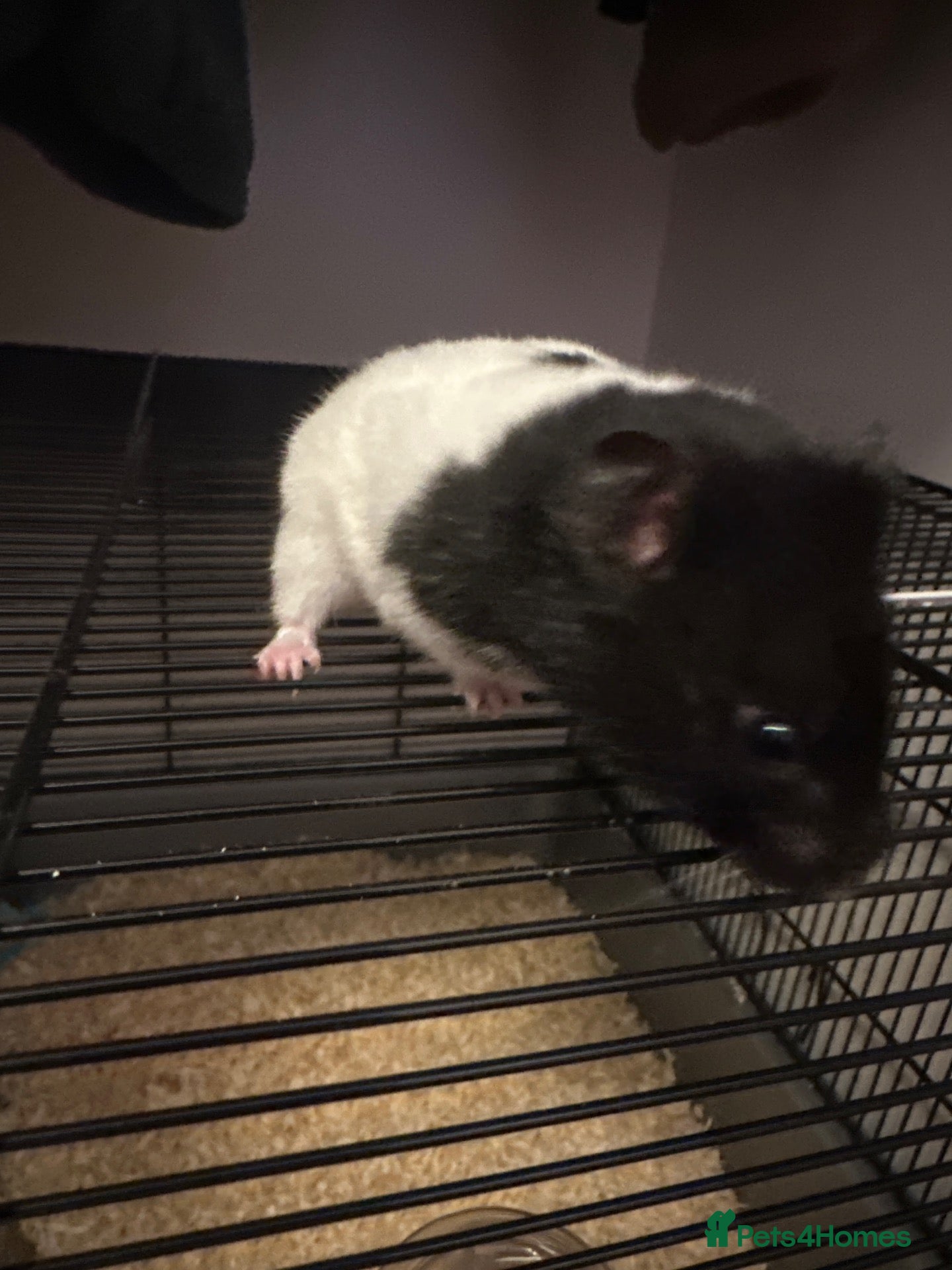 Hamster rodents Female  - Advert 1