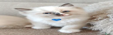 Ragdoll Kitten 1