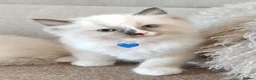 Ragdoll cats for sale: Ragdoll kittens  - Advert 5