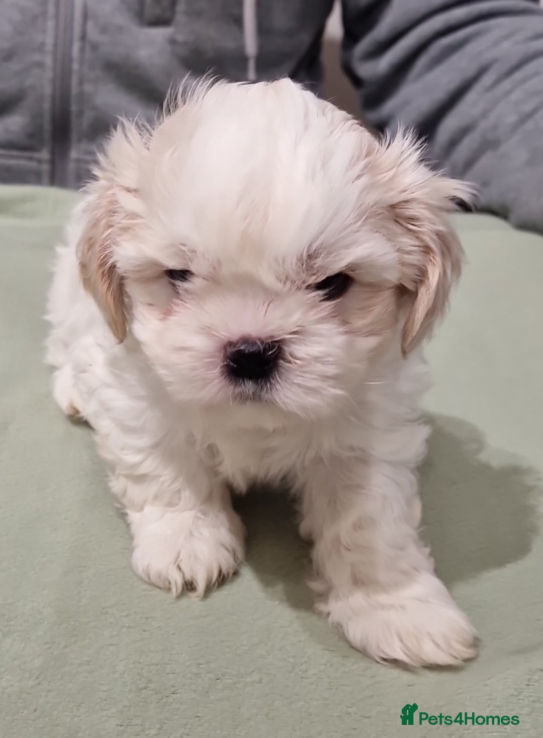 Shih Tzu dogs for sale:  2 lovely girls Shih Tzu Puppies!  - Advert 1