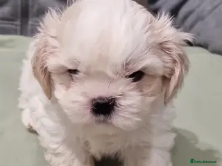 Shih Tzu dogs 2 lovely girls Shih Tzu Puppies! - Advert 8