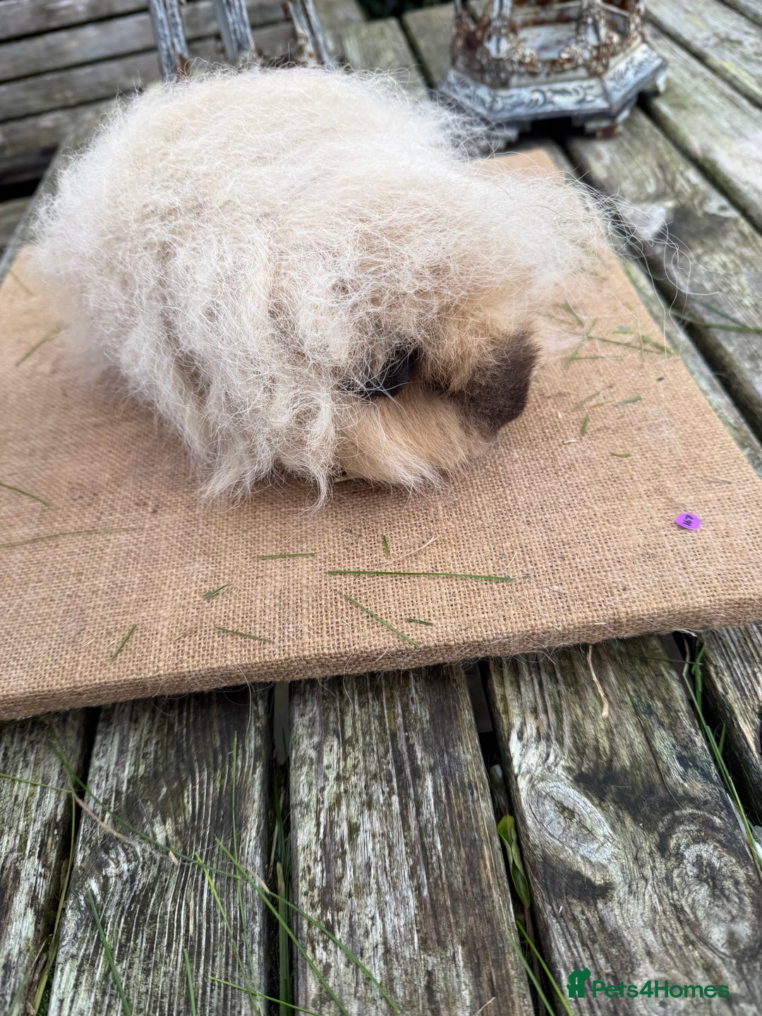 Guinea Pig rodents for sale: Pure bred California & Swiss guineapigs  - Advert 35