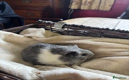 Guinea Pig rodents for sale: Beautiful baby guinea pigs for sale  - Image 2