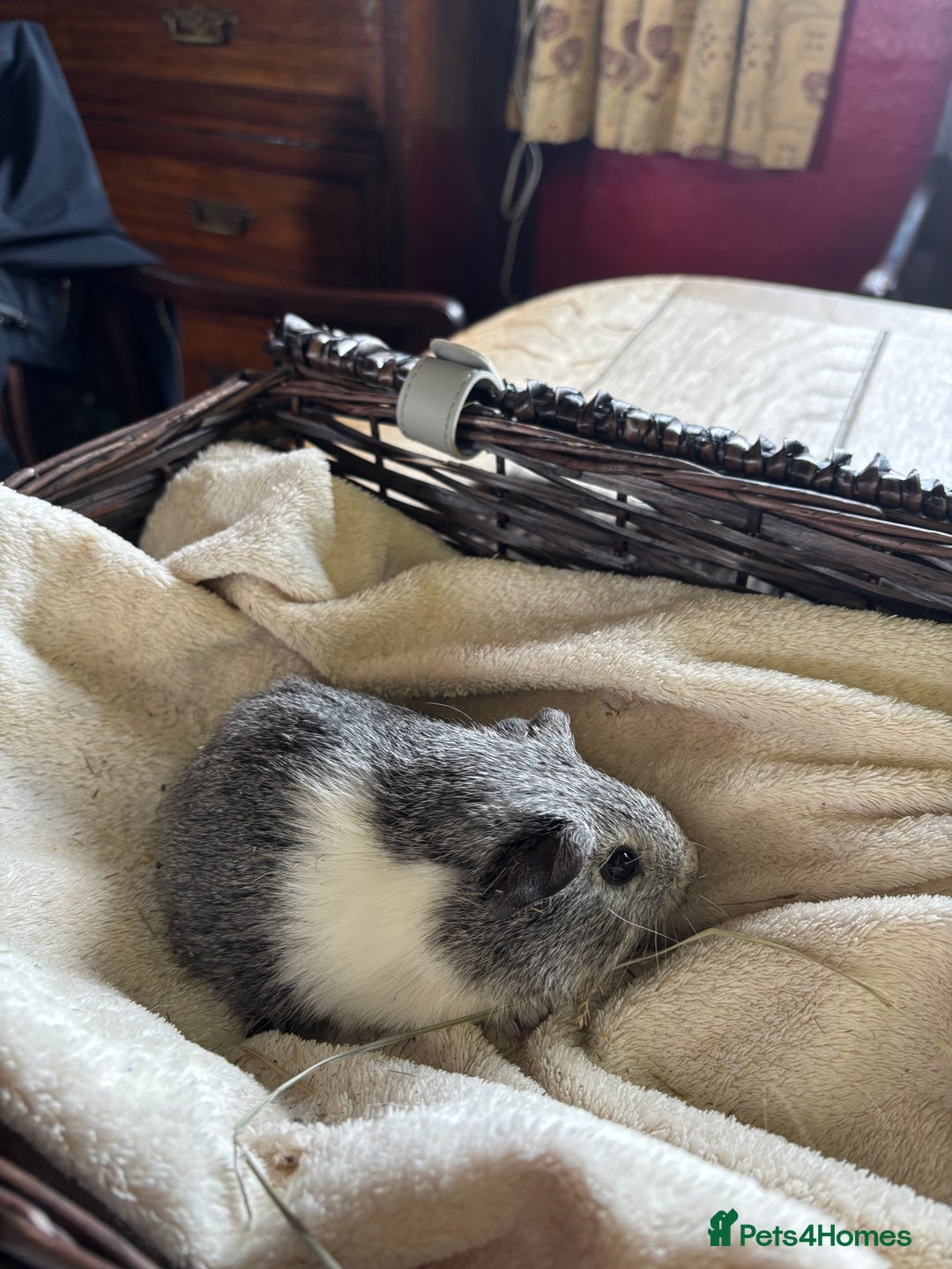 Guinea Pig rodents for sale: Beautiful baby guinea pigs for sale  - Image 2