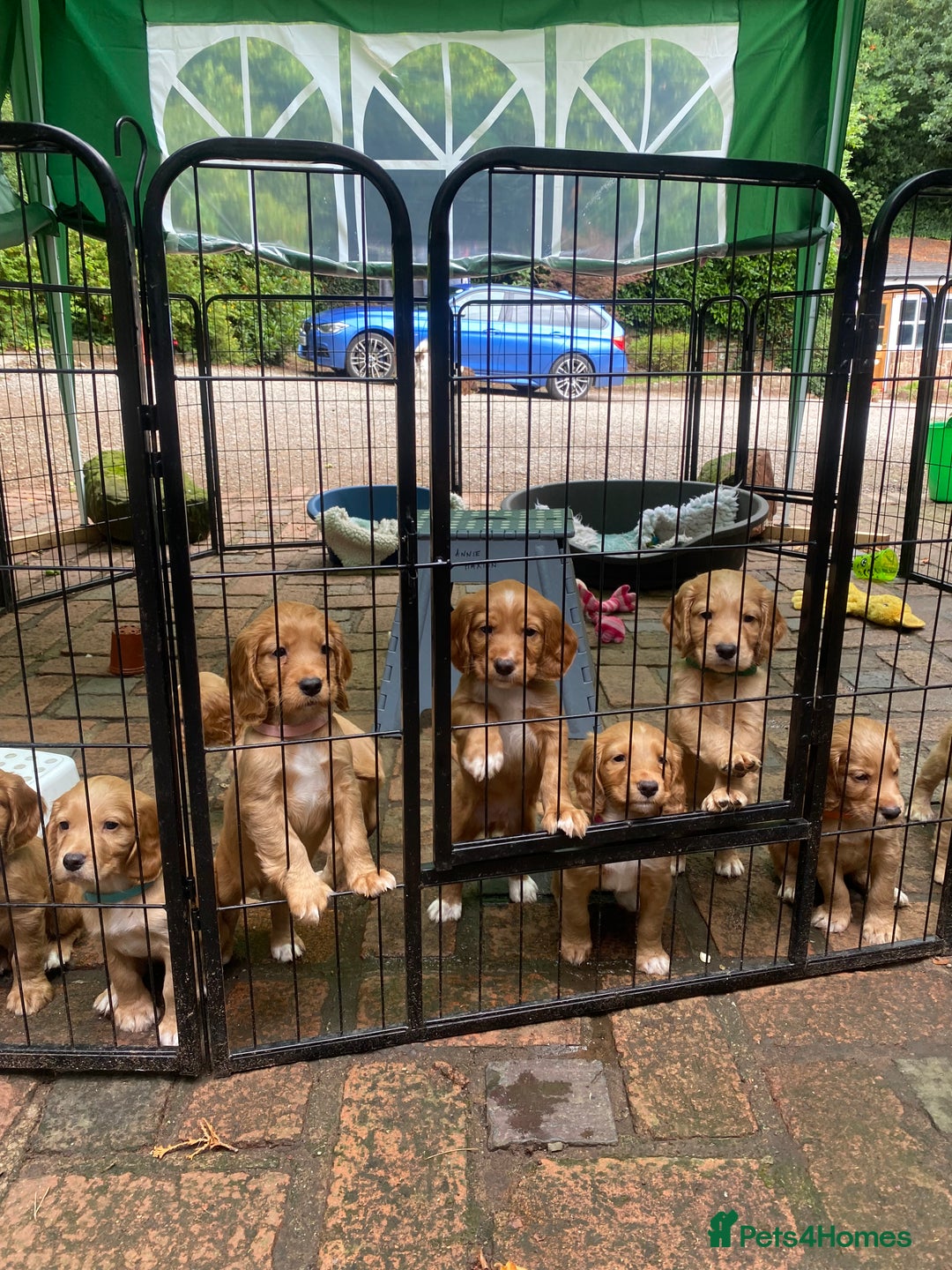 Cocker Spaniel dogs for sale: Stunning Top Working Cocker Spaniel Puppies - Image 8