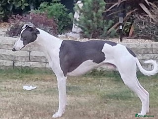 Whippet dogs in Wakefield - Advert 2