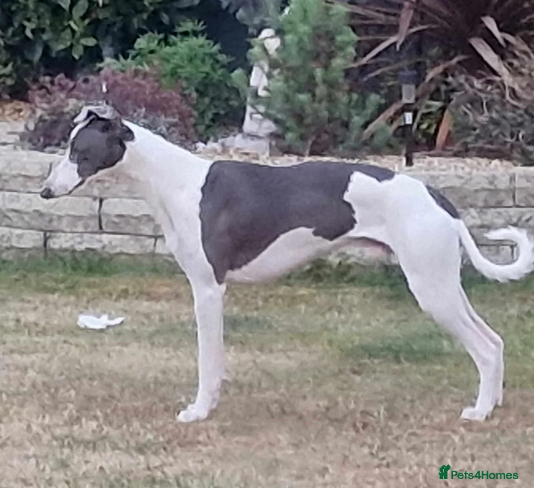 Whippet dogs for stud: Proven whippet for stud in Wakefield - Advert 2