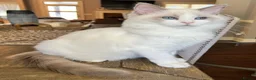 Ragdoll cats for sale: beautiful purebred Ragdoll kittens - Advert 5