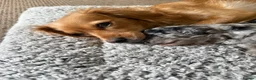 Cavapoo dogs for sale: F1 Merle Cavapoo puppies in Nottingham - Advert 3