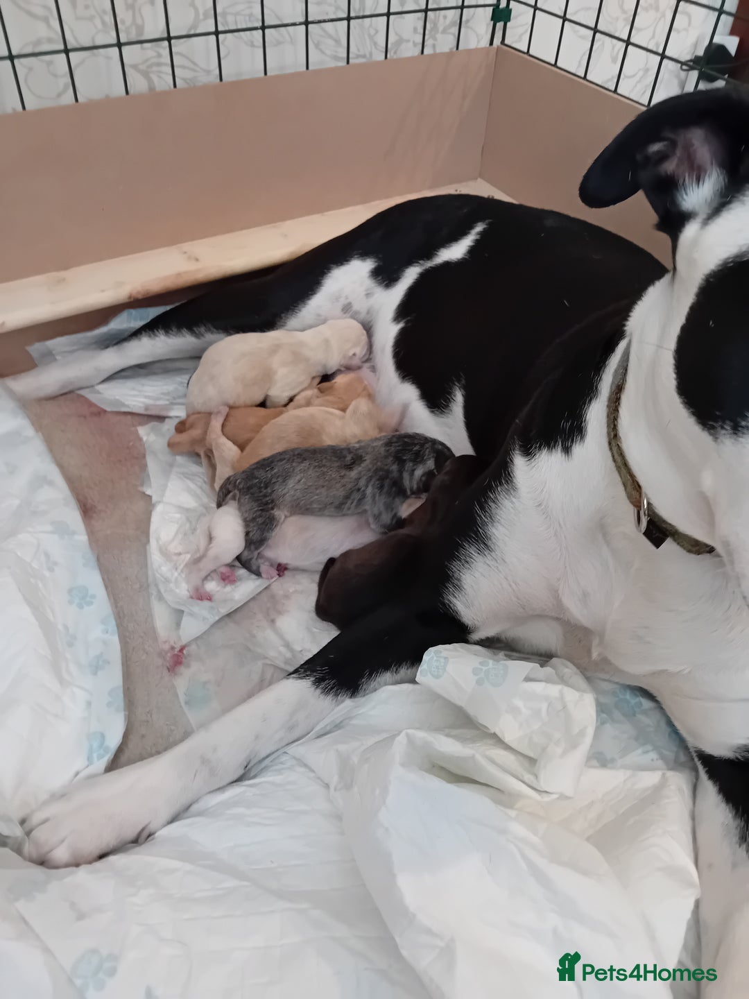 Mixed Breed dogs for sale: Gorgeous pups for sale - Image 29