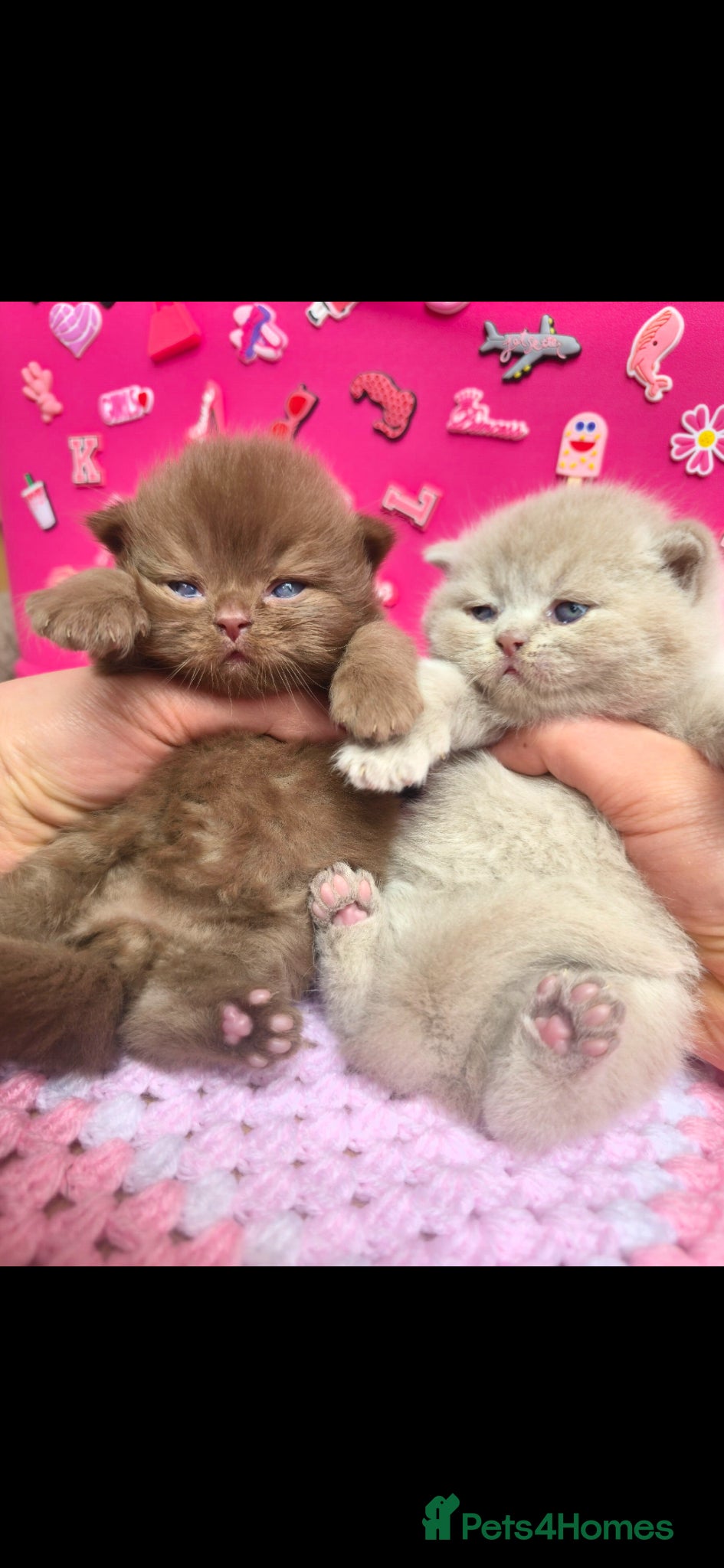 British Shorthair cats CINAMON,LILAC & FAWN HEALTHY KITTENS 🐻🐻 - Advert 5