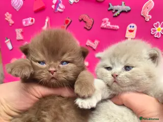 British Shorthair cats CINAMON,LILAC & FAWN HEALTHY KITTENS 🐻🐻 - Advert 4