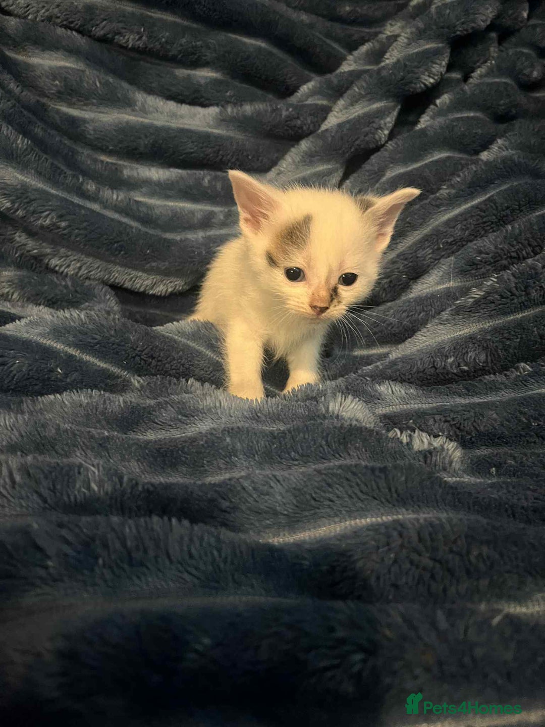 Domestic Shorthair cats for sale: 4 beautiful kittens  - Advert 3