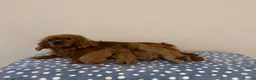 Cavalier King Charles Spaniel dogs for sale: Cavalier King Charles Ruby Puppys - Advert 24